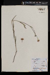 Afroaster serrulatus image