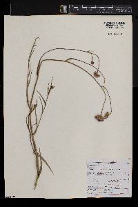 Afroaster serrulatus image