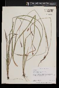 Carex conoidea image