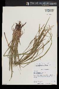 Carex gracilescens image