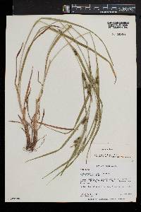 Carex grisea image