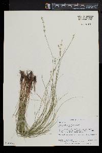 Carex radiata image