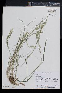 Poa trivialis image