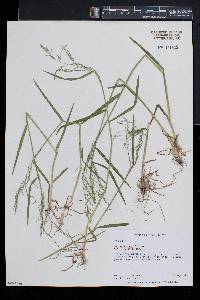 Poa sylvestris image