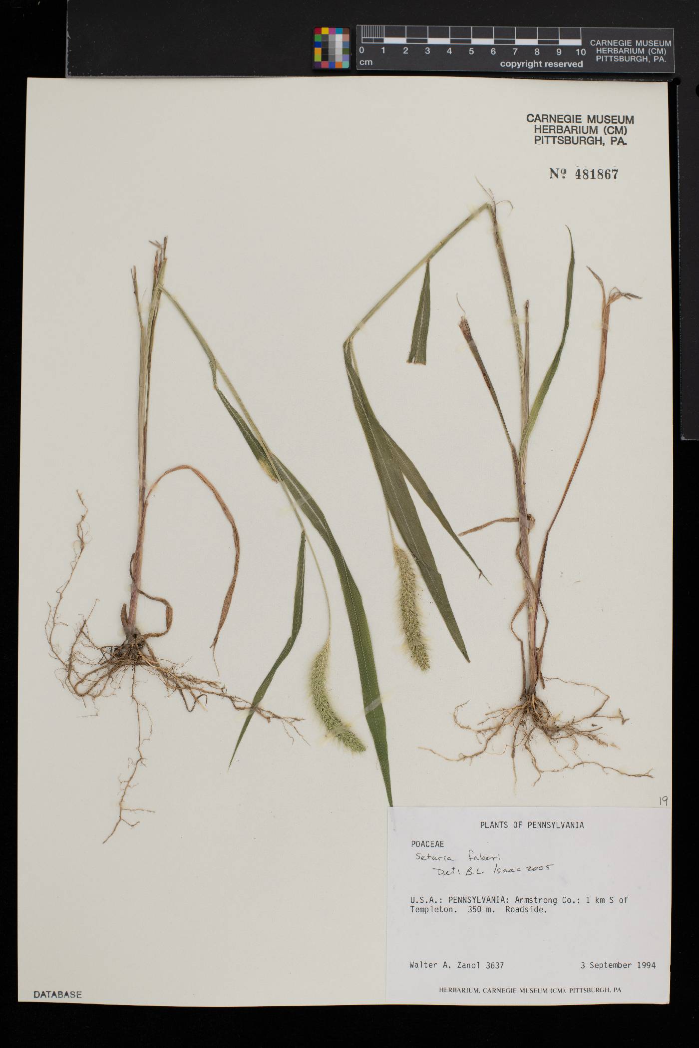 Lepidaploa stenophylla image