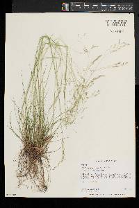 Deschampsia flexuosa image