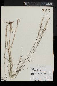 Aristida purpurascens image