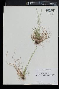 Poa alsodes image