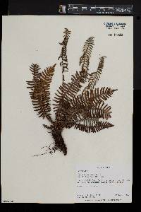 Blechnum castaneum image