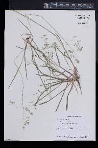 Poa cuspidata image