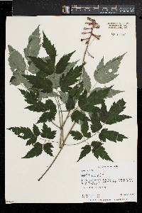 Actaea alba image