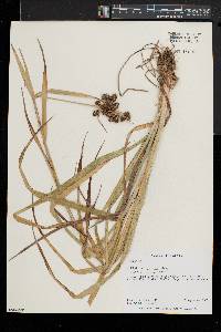 Scirpus georgianus image