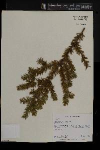 Taxus canadensis image