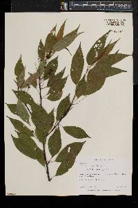 Prunus pensylvanica image