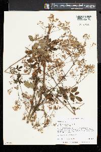 Thalictrum pubescens image