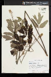 Actaea racemosa image