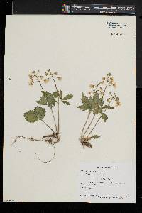 Cardamine diphylla image