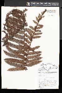 Cyathea abbottii image