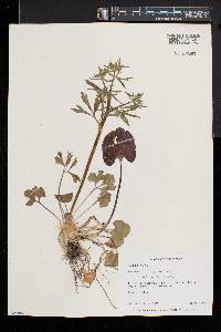 Ranunculus allegheniensis image