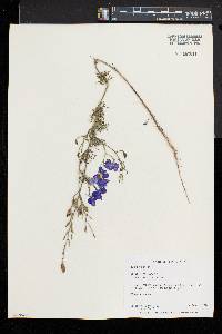 Delphinium ajacis image