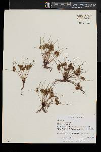 Cyperus squarrosus image