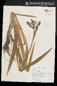 Iris versicolor image