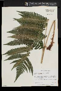 Dryopteris goldieana image