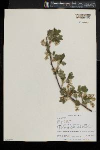 Ribes americanum image