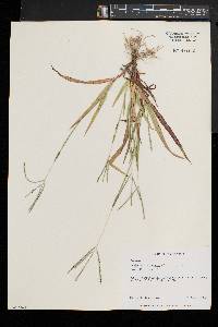 Digitaria ischaemum image