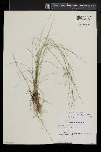 Juncus anthelatus image