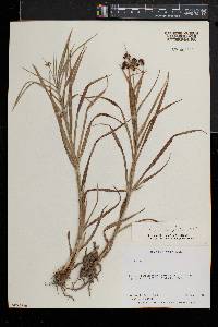 Scirpus polyphyllus image