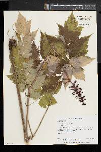 Actaea alba image