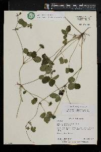 Potentilla indica image