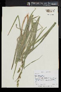 Carex sparganioides image