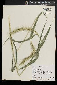 Elymus riparius image