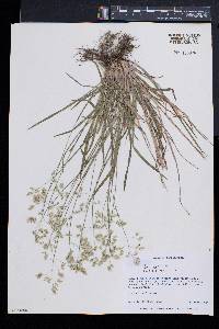 Poa cuspidata image