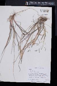 Poa cuspidata image