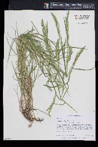 Poa trivialis image