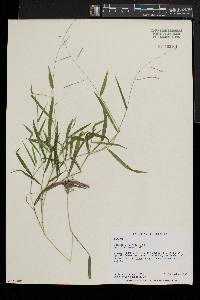 Leersia virginica image