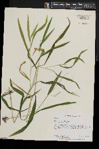 Leersia virginica image