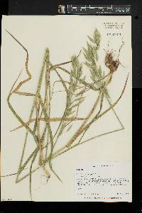 Bromus commutatus image