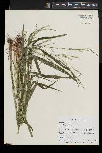 Festuca subverticillata image