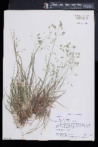 Poa cuspidata image