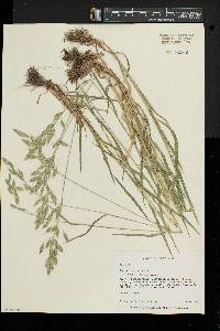 Bromus commutatus image