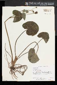 Caltha palustris image