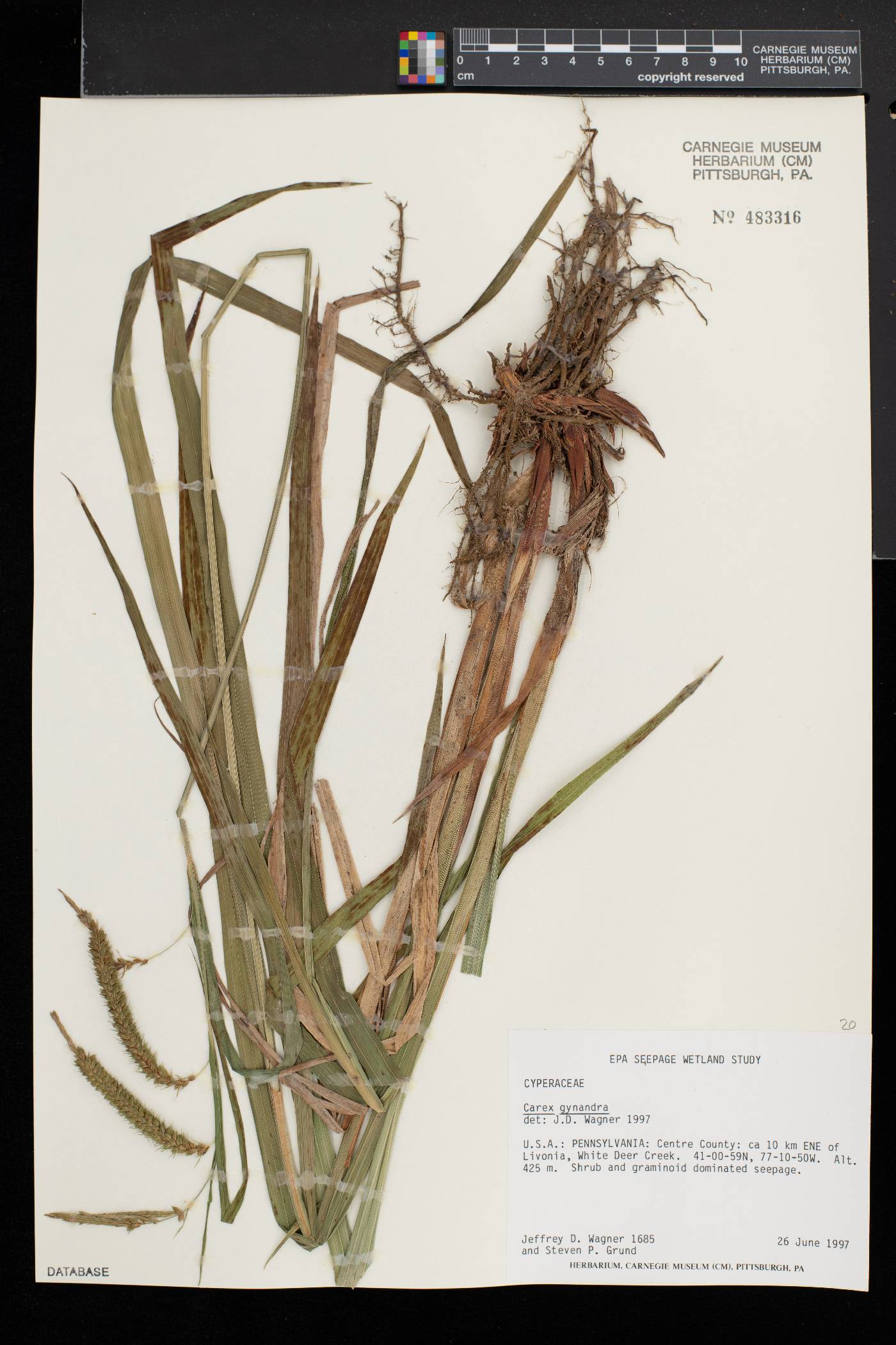 Carex gynandra image