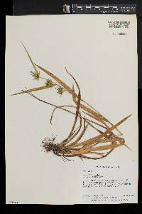 Carex folliculata image