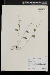 Cardamine bulbosa image