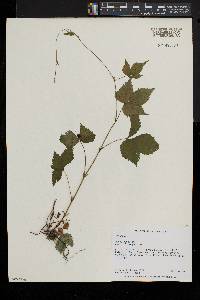 Rubus pubescens image