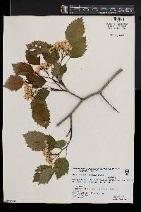 Crataegus holmesiana image